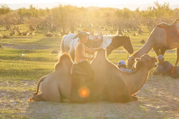 Camel Family Rétroéclairage Mongol — Photo