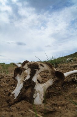 at kemik ölüm Moğol savaş