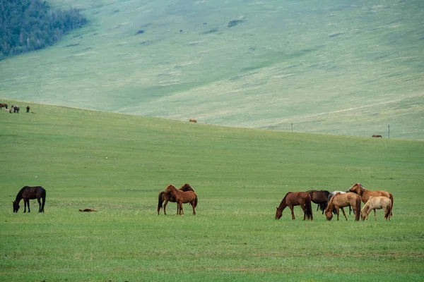 At Moğolistan mera çiftliği 