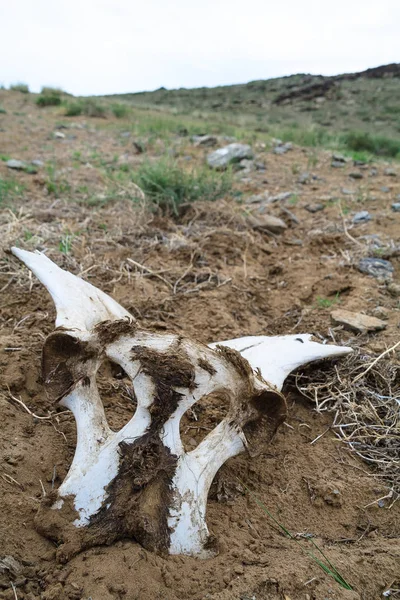 Morte Osso Cavalo Guerra Mongólia — Fotografia de Stock