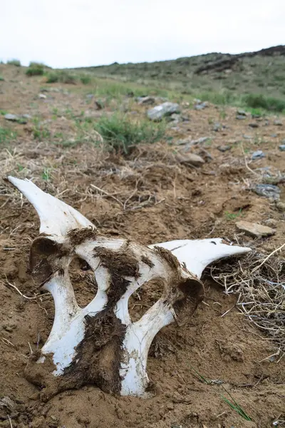Cheval Mort Guerre Mongole Photos De Stock Libres De Droits