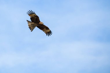 Bir atmaca avı Moğolistan