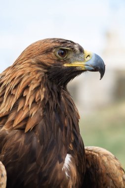 Bir atmaca avı Moğolistan