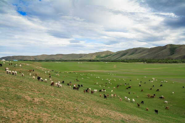 Козлиное пастбище
