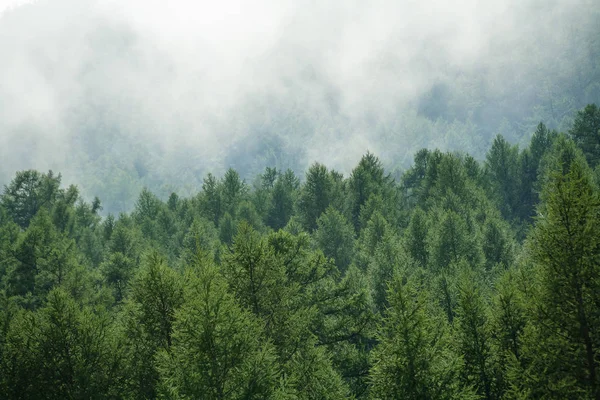 mera barışçıl bulut Moğolistan