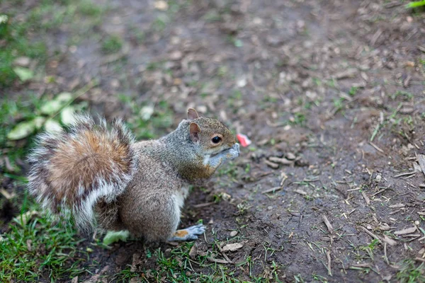 Urban Squirrel Deliciosa comida — Foto de Stock