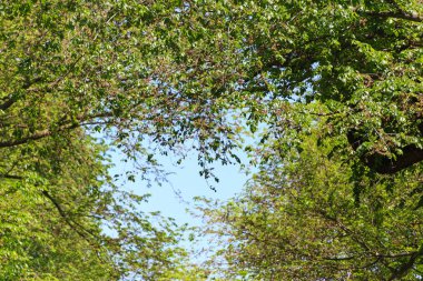 Central Park Sokak Hikayesi