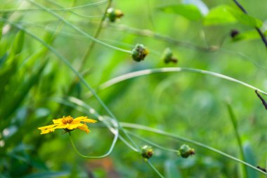 Kükürt cosmos yaprak yaz