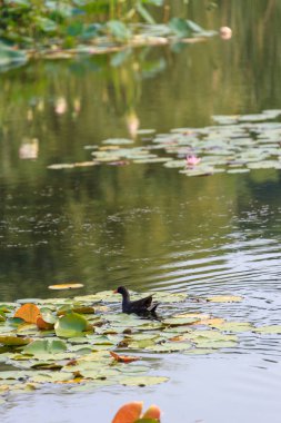 Bir lotus çiçeği ve bir kuş