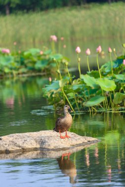 Bir lotus çiçeği ve bir kuş