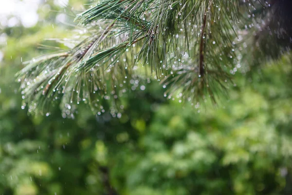 Nemli yağmurlu bir gün ormanda