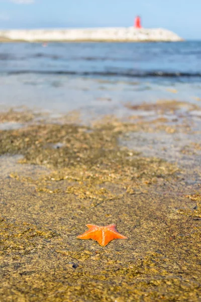 Starfish Korea Sea — Stock Photo, Image