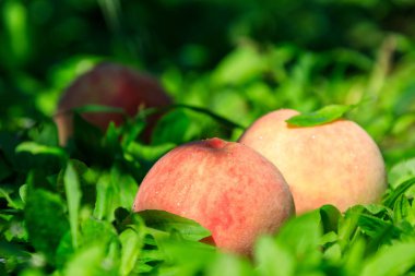 Kore Fruit Fall şeftali