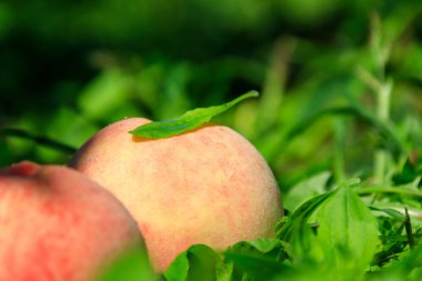 Kore Fruit Fall şeftali