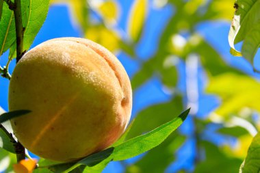 Kore Fruit Fall şeftali