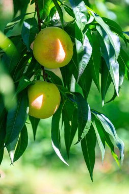 Kore Fruit Fall şeftali