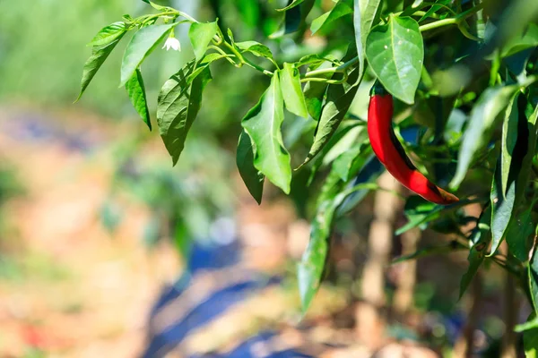 Chili Picante Corea — Foto de Stock