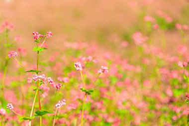 Karabuğday çiçek Kore