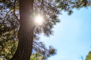 çam ağacı ruh ve ruh Kore