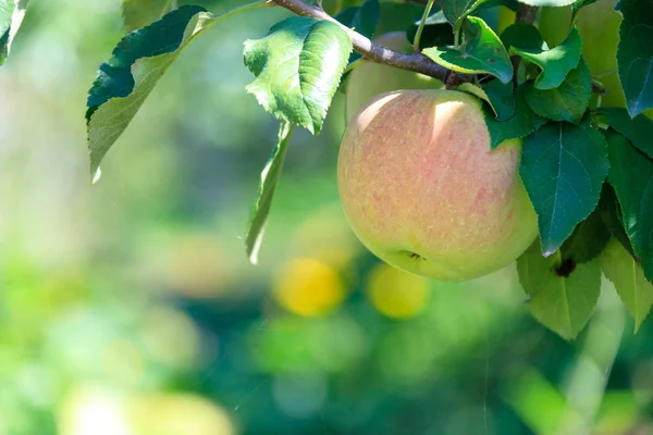 Bir elma ağacı Kore