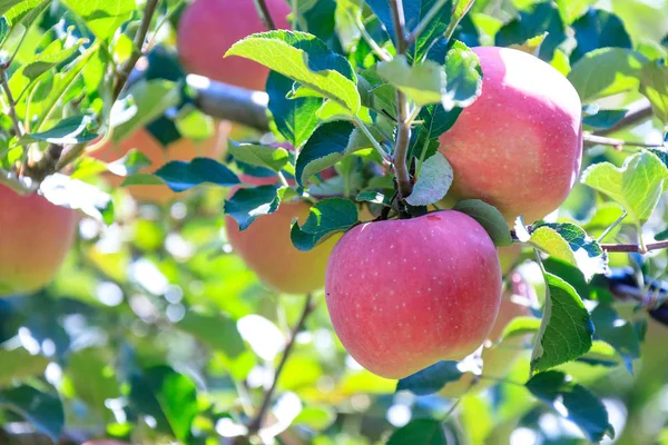 Bir elma ağacı Kore