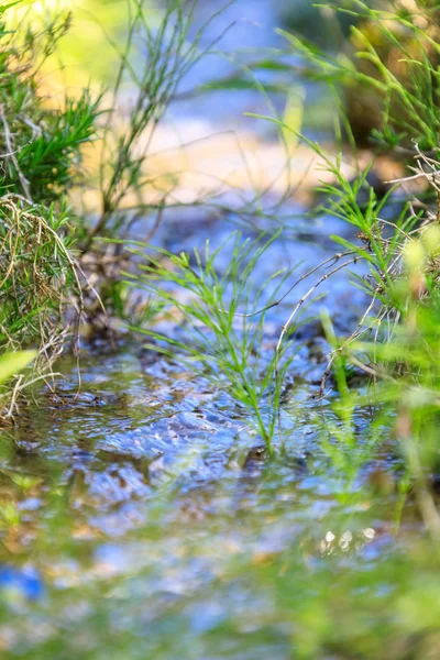 çam ağacı ruh ve ruh Kore