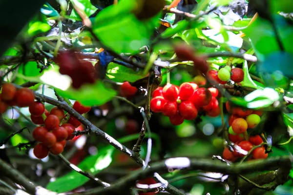 Schizandra Omija Coréia — Fotografia de Stock