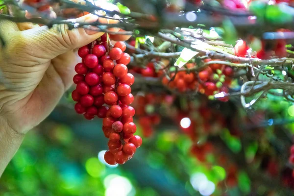 Schizandra Omija Kore