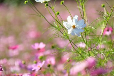 Cosmos Kore düşmek