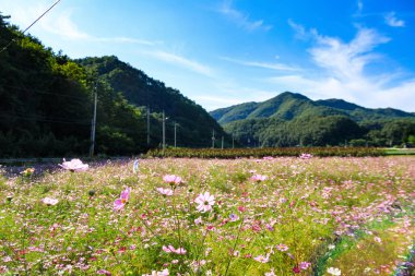 Cosmos Kore düşmek