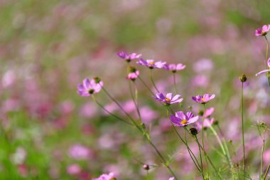 Cosmos Kore düşmek
