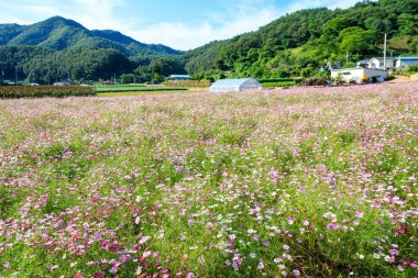 Cosmos Kore düşmek