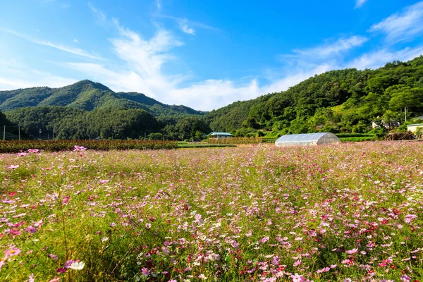 Cosmos Korea Fall — Stock Photo, Image