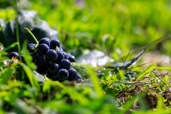 Grape Crop Korea Fall — Stock Photo, Image