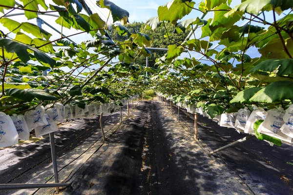 Kore sonbaharın üzüm kırpma