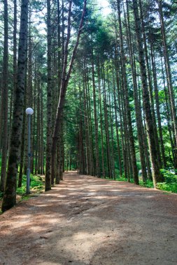 Odaesan'ın çam ağacı