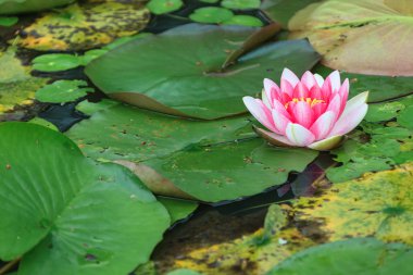 bir lotus çiçeği yağmurlu gün
