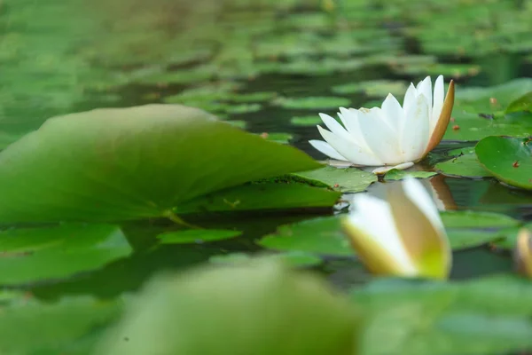 bir lotus çiçeği yağmurlu gün