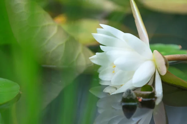 一朵雨天的莲花 — 图库照片