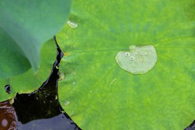 bir yaz lotus çiçeği
