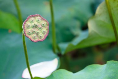 bir yaz lotus çiçeği