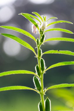 tıbbi bitki bir bitki