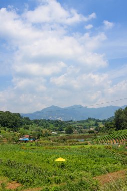 Junggok-ri kırsal bir yaz