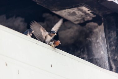şirin swallow aile
