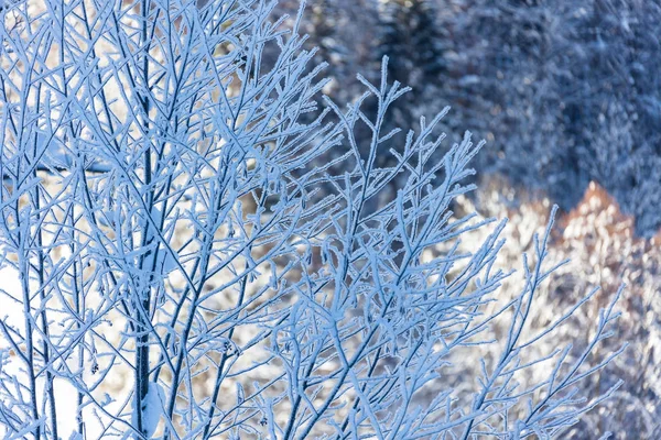Árvore Inverno Floresta Suíça Fria — Fotografia de Stock
