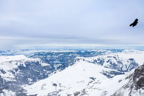 Corvo Jungfrau Suíço Inverno Frio — Fotografia de Stock