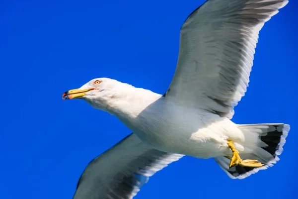 Seagull Скользит Желтом Море — стоковое фото