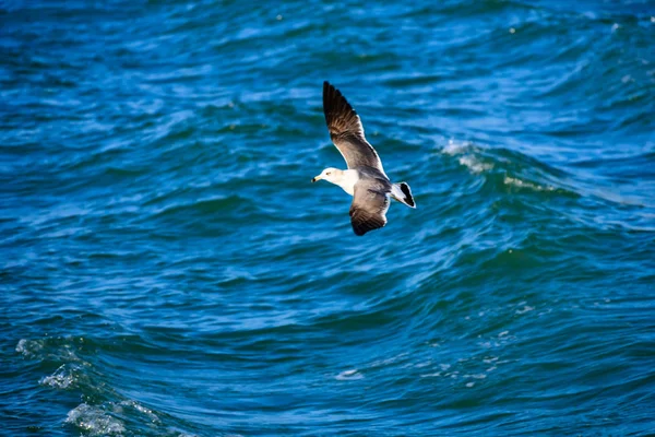 Batı denizde kayma bir martı