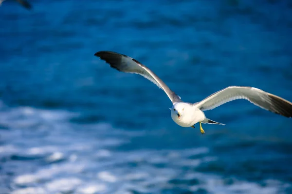 Une Mouette Qui Vole Mer Ouest — Photo