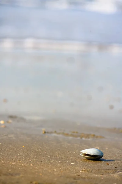 Sea Waves Shells — Stock Photo, Image